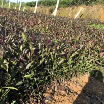 七彩生态农业紫娟茶苗外观独特，富含花青素