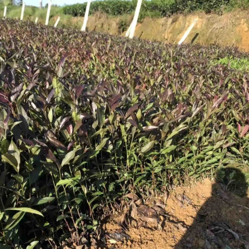 七彩生态农业紫娟茶苗外观独特，富含花青素