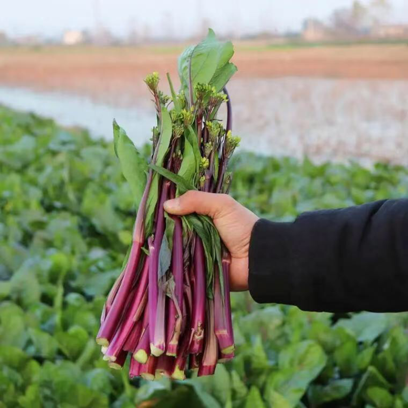 【优选】红菜苔大量上市货源充足量大从优