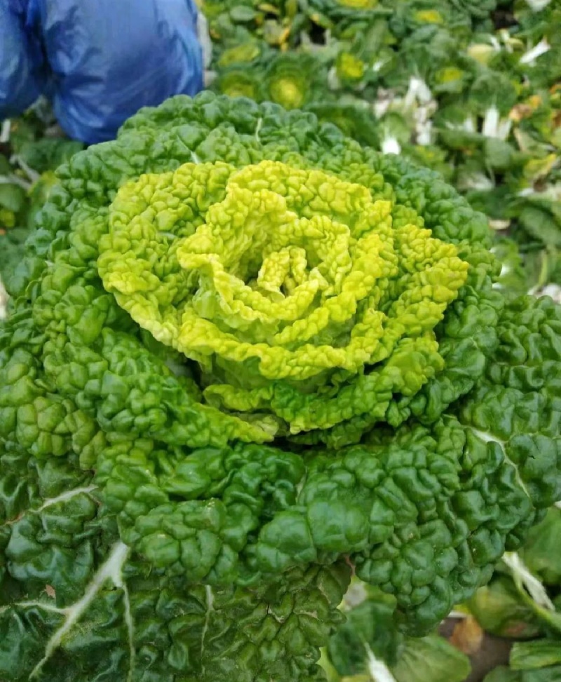 精品黄心菜