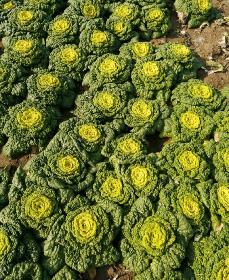 精品黄心菜
