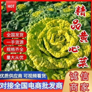 精品黄心菜