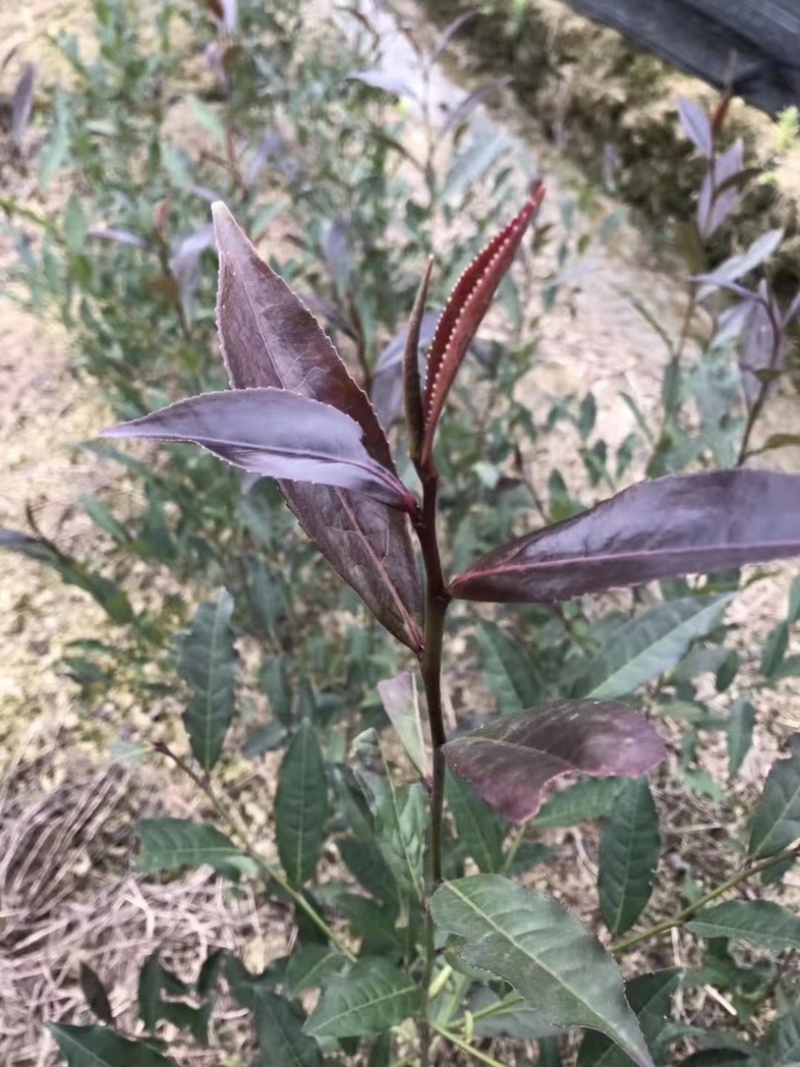 七彩生态农业紫娟茶苗外观独特，富含花青素