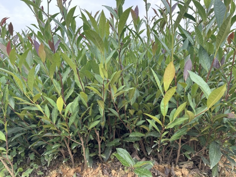 七彩生态农业紫娟茶苗外观独特，富含花青素