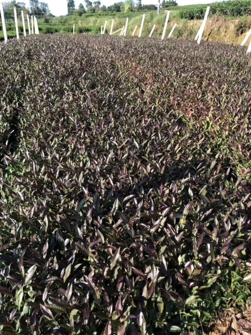七彩生态农业紫娟茶苗外观独特，富含花青素