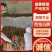 宁夏白玉山药对接市场电商市场一手货源保证质量