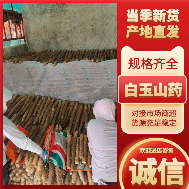 宁夏白玉山药对接市场电商市场一手货源保证质量