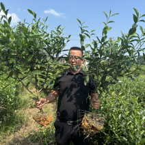 雅安七彩生态农业绿化茶树苗枝干挺拔，塑形优美，叶片翠绿