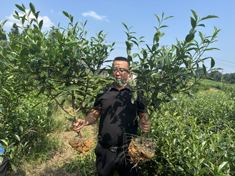 雅安七彩生态农业绿化茶树苗枝干挺拔，塑形优美，叶片翠绿