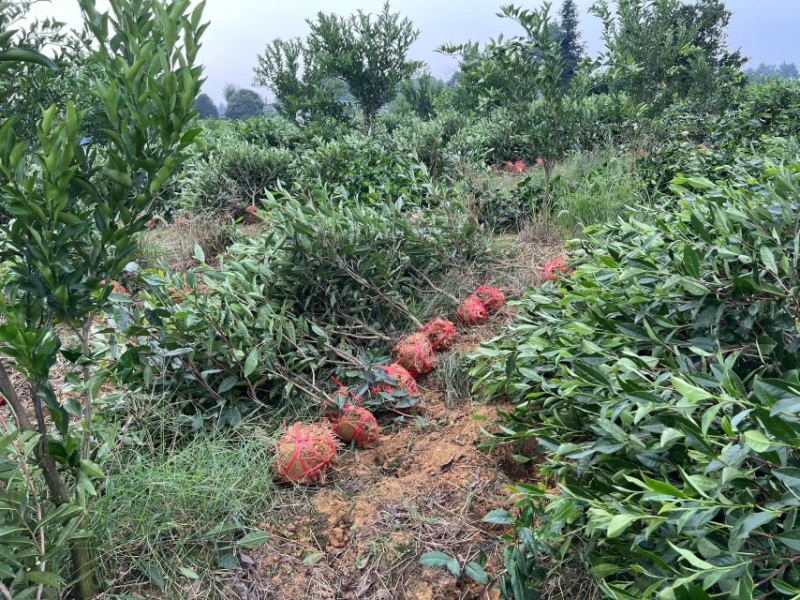 雅安七彩生态农业绿化茶树苗枝干挺拔，塑形优美，叶片翠绿