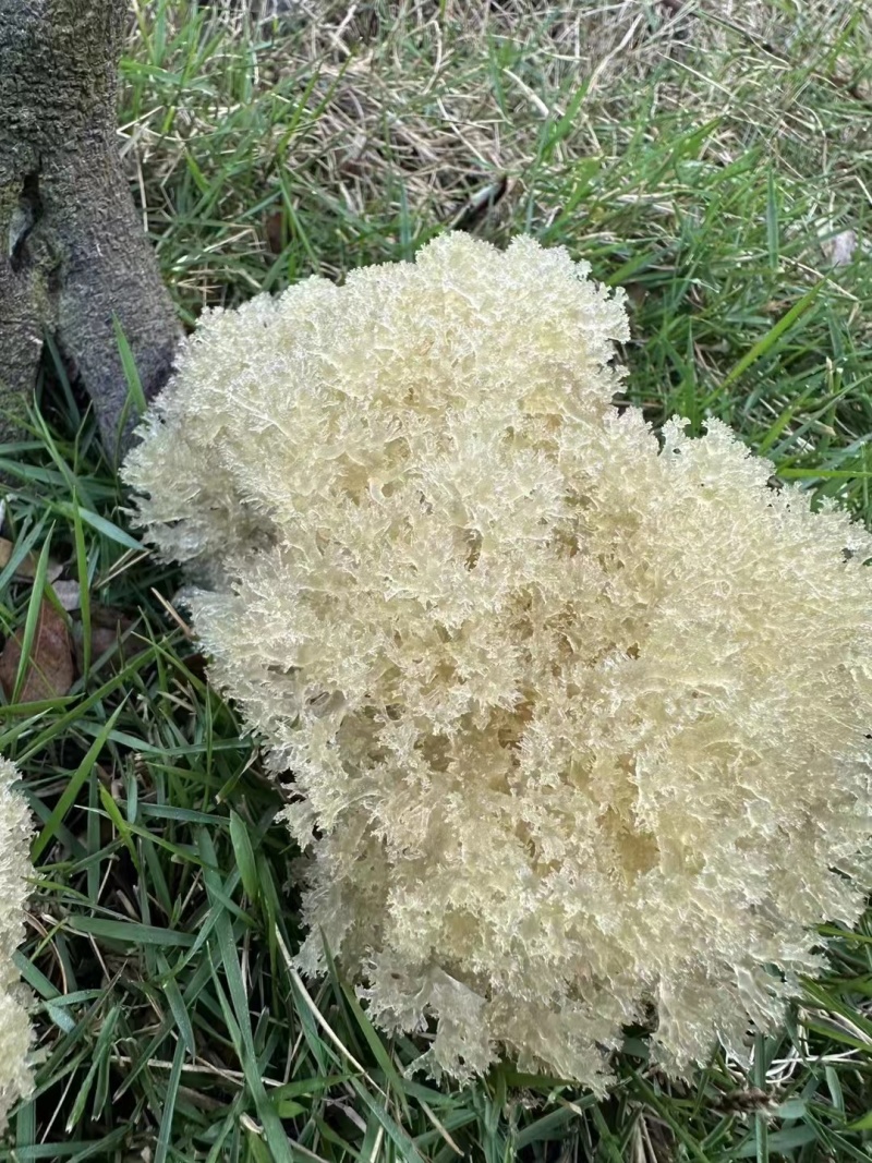竹燕窝