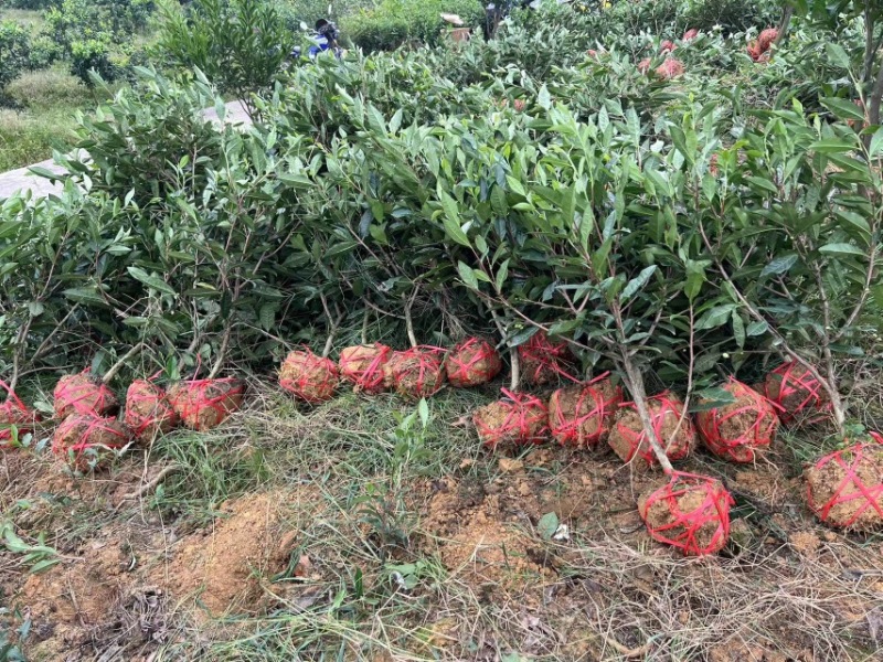 雅安七彩生态农业绿化茶树苗枝干挺拔，塑形优美，叶片翠绿