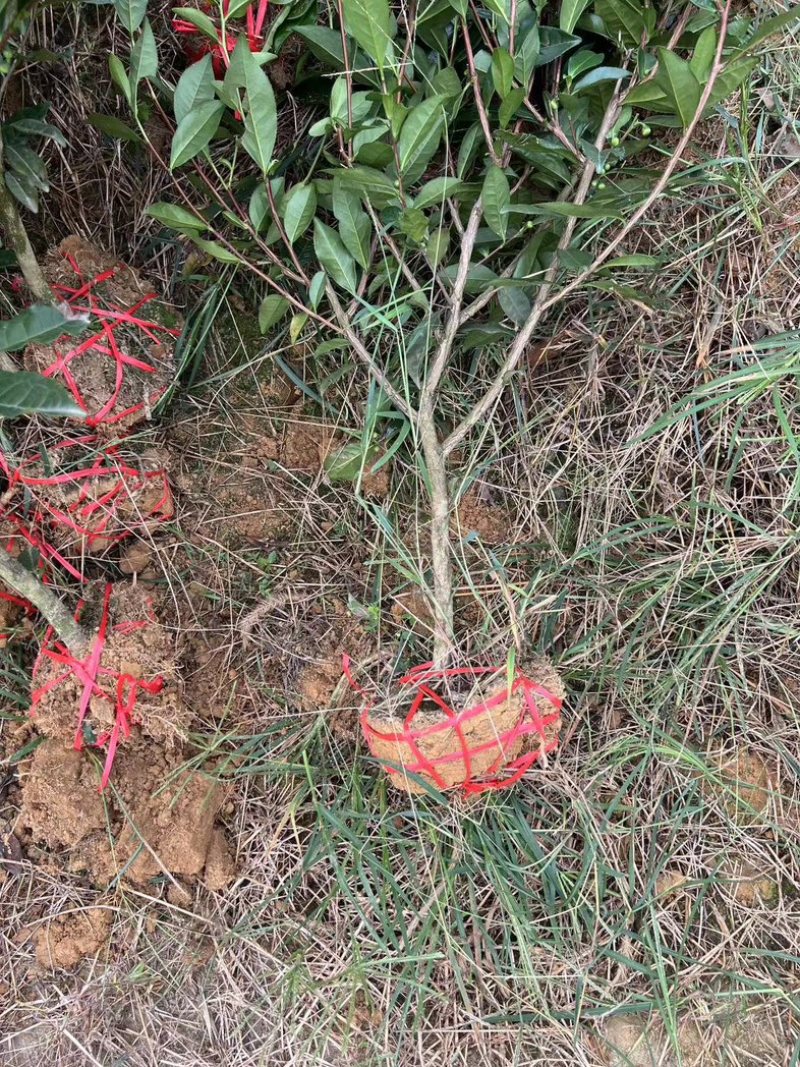 雅安七彩生态农业绿化茶树苗枝干挺拔，塑形优美，叶片翠绿