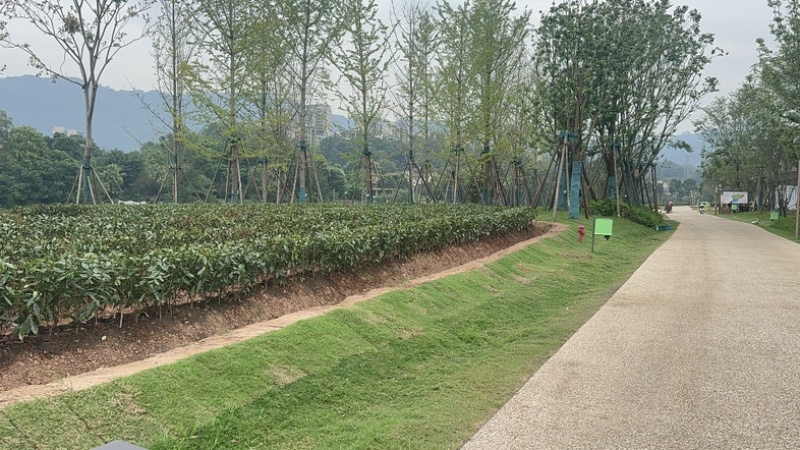 雅安七彩生态农业绿化茶树苗枝干挺拔，塑形优美，叶片翠绿
