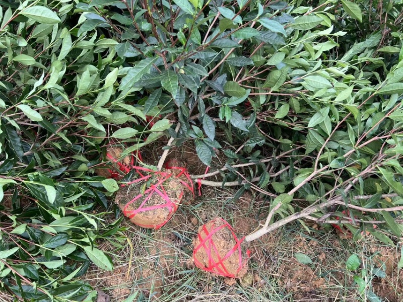 雅安七彩生态农业绿化茶树苗枝干挺拔，塑形优美，叶片翠绿