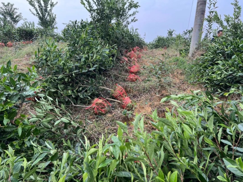 雅安七彩生态农业绿化茶树苗枝干挺拔，塑形优美，叶片翠绿
