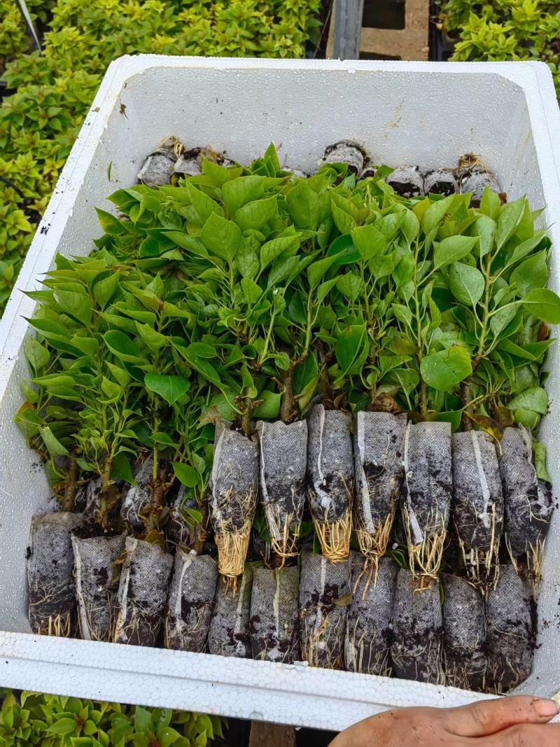 精品三角梅无纺布小袋苗，适应性强，根系发达易成活