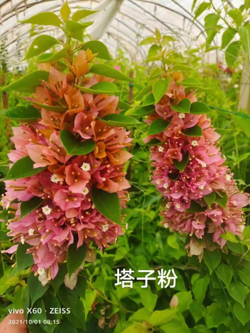 精品三角梅无纺布小袋苗，适应性强，根系发达易成活