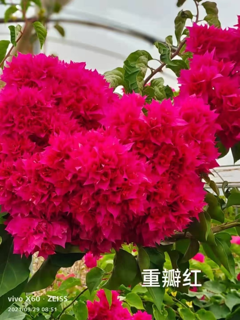 精品三角梅无纺布小袋苗，适应性强，根系发达易成活