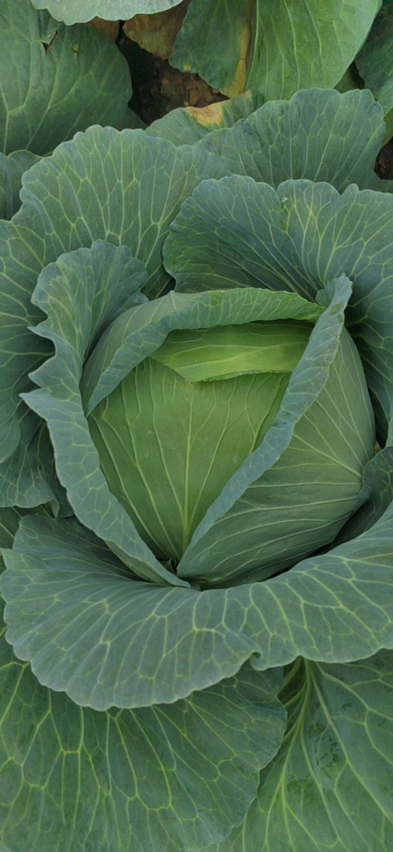 精品京丰扁包菜，墨玉50，甘蓝，大量供应，保质保量。