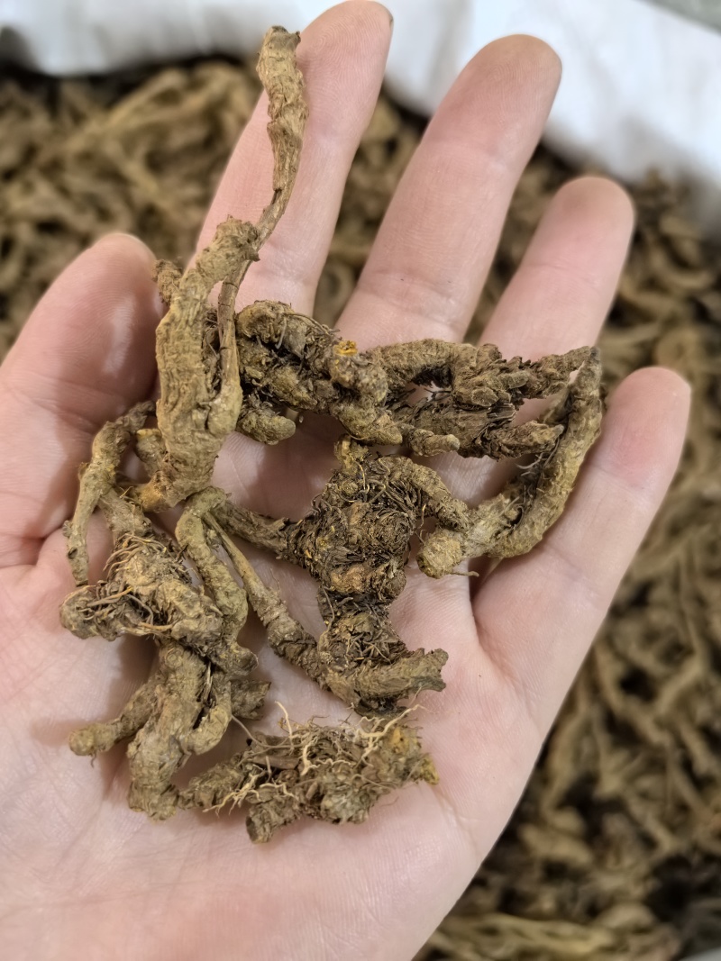 黄莲黄连四川黄莲单支黄莲多种规格有货供应七彩百草