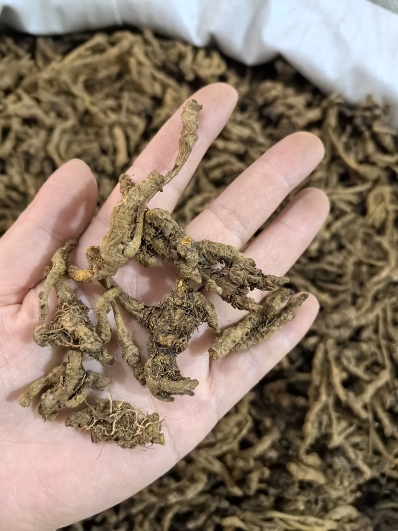 黄莲黄连四川黄莲单支黄莲多种规格有货供应七彩百草