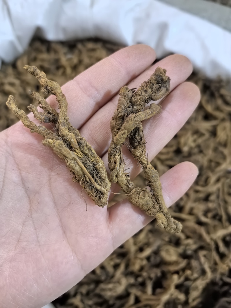 黄莲黄连四川黄莲单支黄莲多种规格有货供应七彩百草