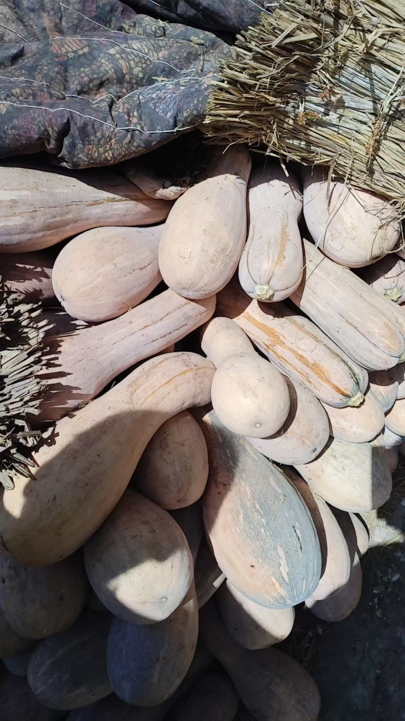 【精品推荐】蜜本南瓜/河南南瓜/自家基地/产地批发