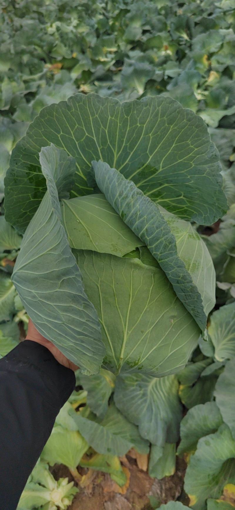 精品京丰扁包菜，墨玉50，甘蓝，大量供应，保质保量。