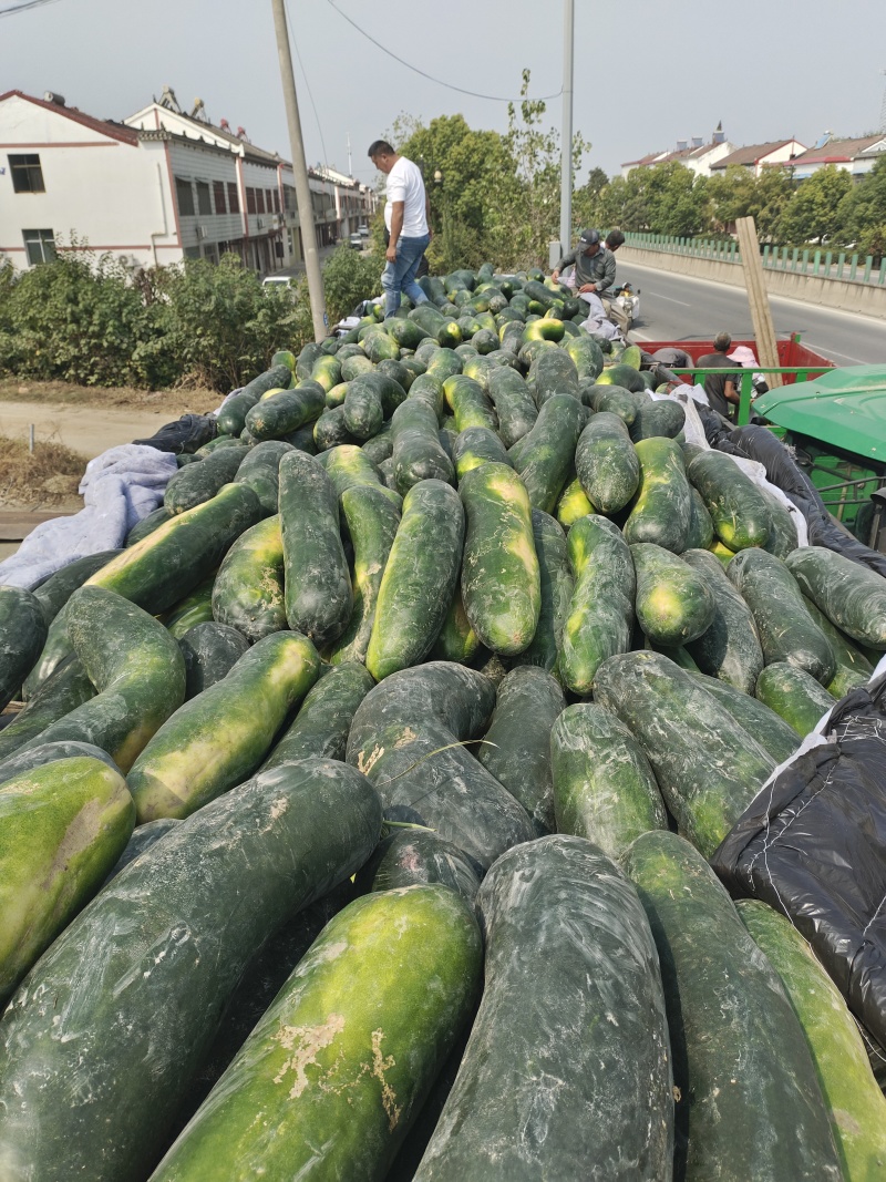 黑皮冬瓜长条型质量好