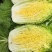 【黄心白菜】河南白菜/新野白菜/产地批发/供应市场电商