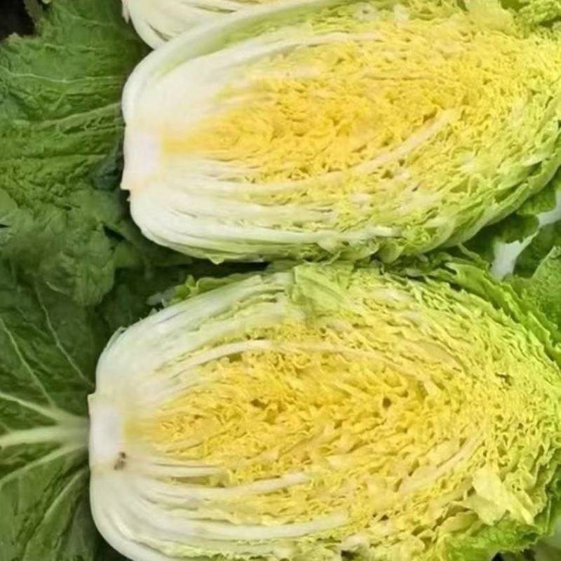【黄心白菜】河南白菜/新野白菜/产地批发/供应市场电商