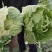 【黄心白菜】河南白菜/新野白菜/产地批发/供应市场电商