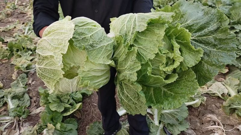 【黄心白菜】河南白菜/新野白菜/产地批发/供应市场电商