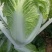 【黄心白菜】河南白菜/新野白菜/产地批发/供应市场电商