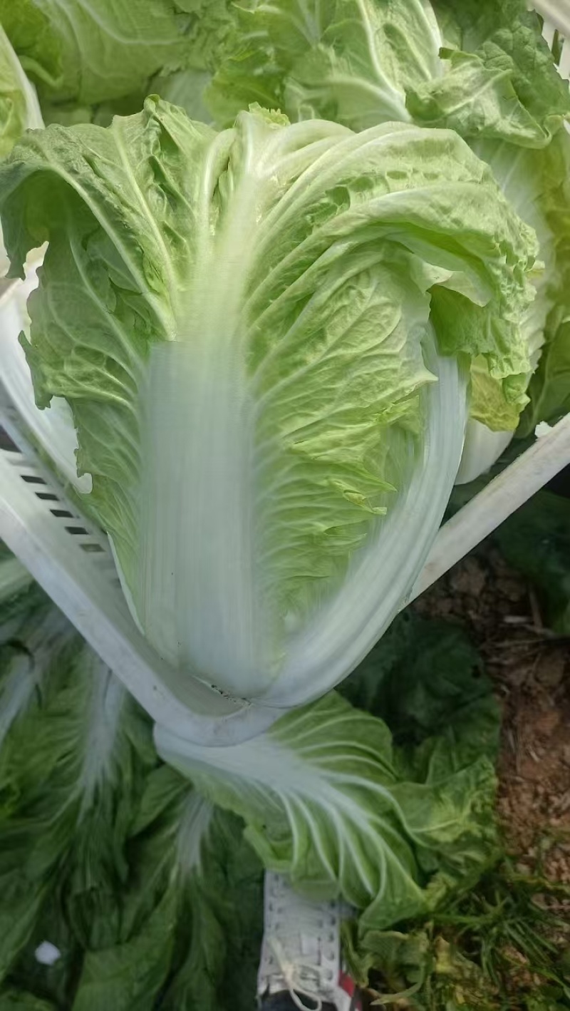 【黄心白菜】河南白菜/新野白菜/产地批发/供应市场电商
