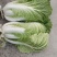 【黄心白菜】河南白菜/新野白菜/产地批发/供应市场电商