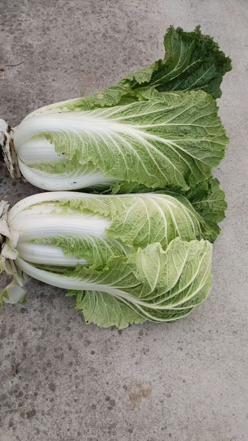 【黄心白菜】河南白菜/新野白菜/产地批发/供应市场电商