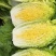 【黄心白菜】河南白菜/新野白菜/产地批发/供应市场电商