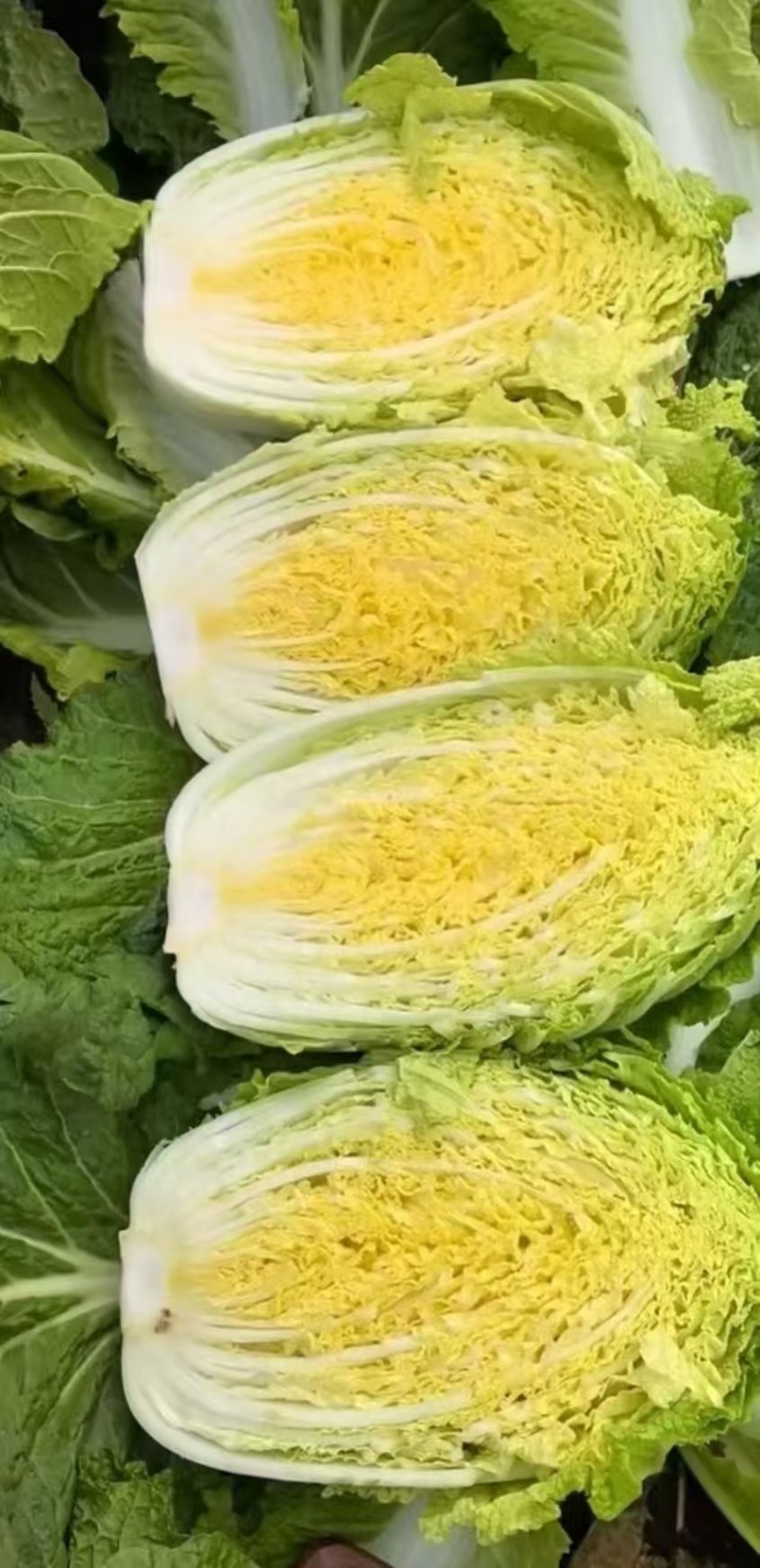 【黄心白菜】河南白菜/新野白菜/产地批发/供应市场电商