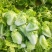 【黄心白菜】河南白菜/新野白菜/产地批发/供应市场电商