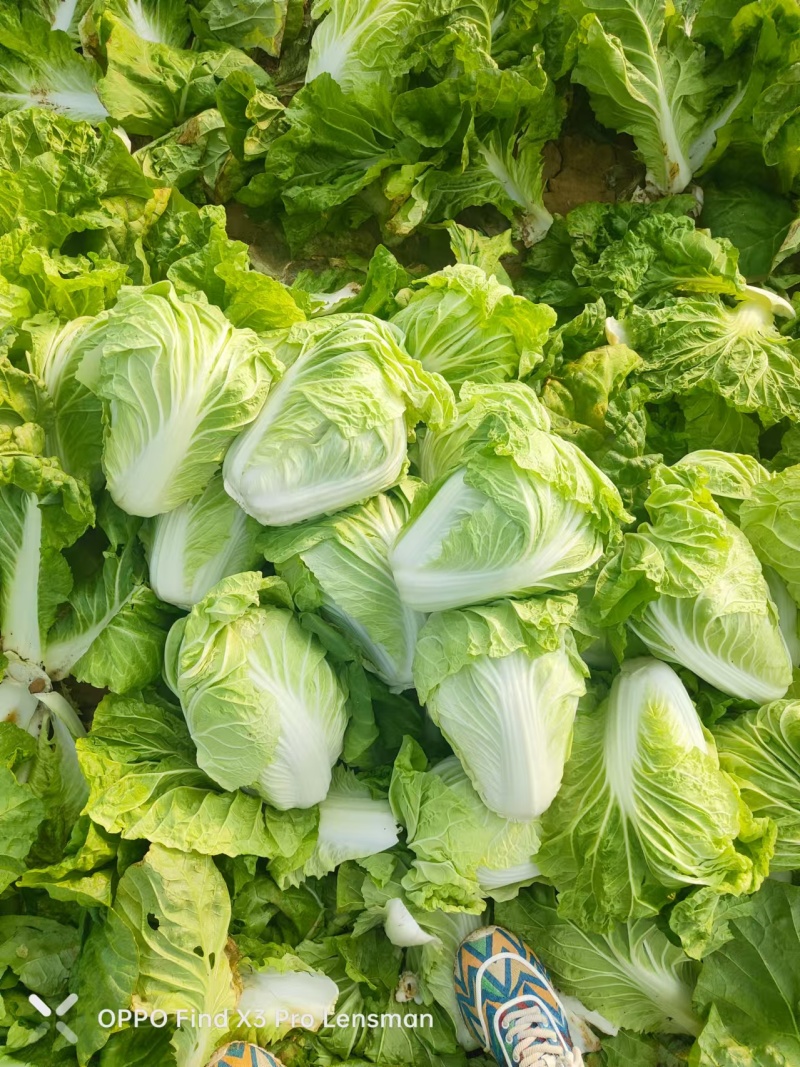 【黄心白菜】河南白菜/新野白菜/产地批发/供应市场电商
