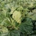 【黄心白菜】河南白菜/新野白菜/产地批发/供应市场电商