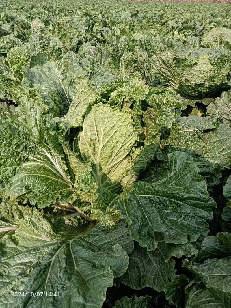 【黄心白菜】河南白菜/新野白菜/产地批发/供应市场电商