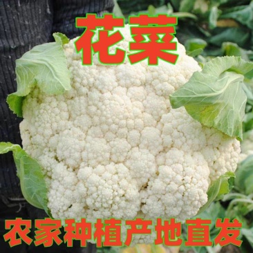 【花菜】河南花菜/青梗松花菜/自家种植/产地一手货源