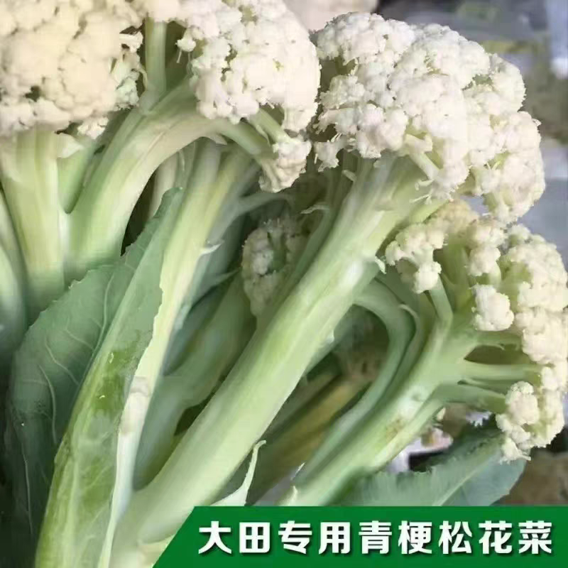 【花菜】河南花菜/青梗松花菜/自家种植/产地一手货源