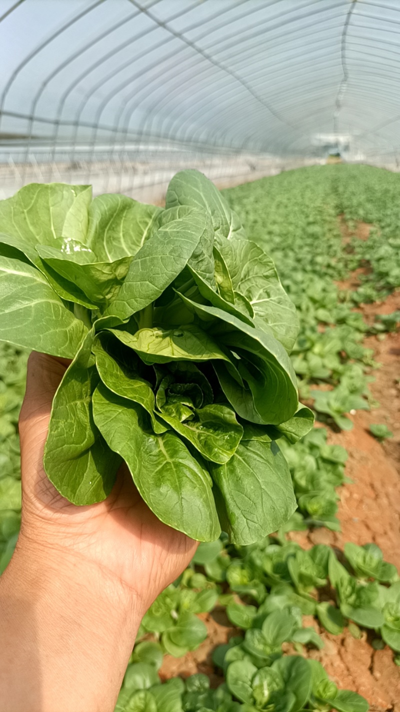 奶白菜