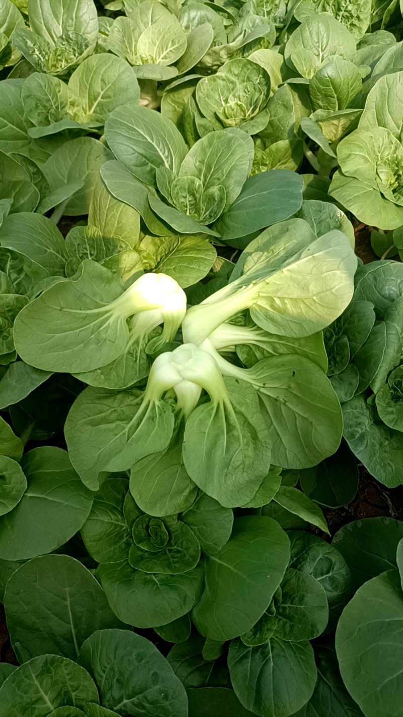 奶白菜