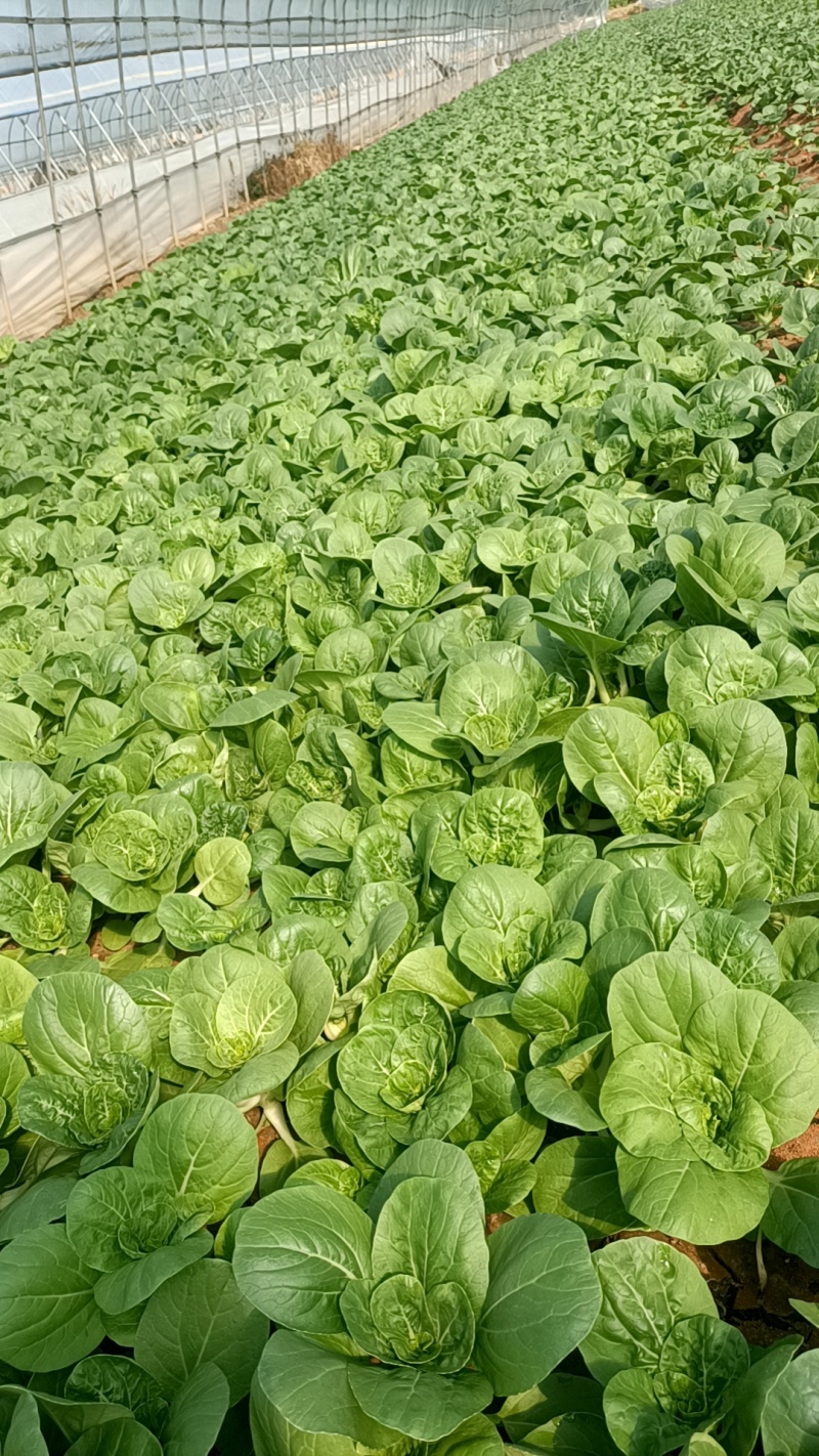 奶白菜
