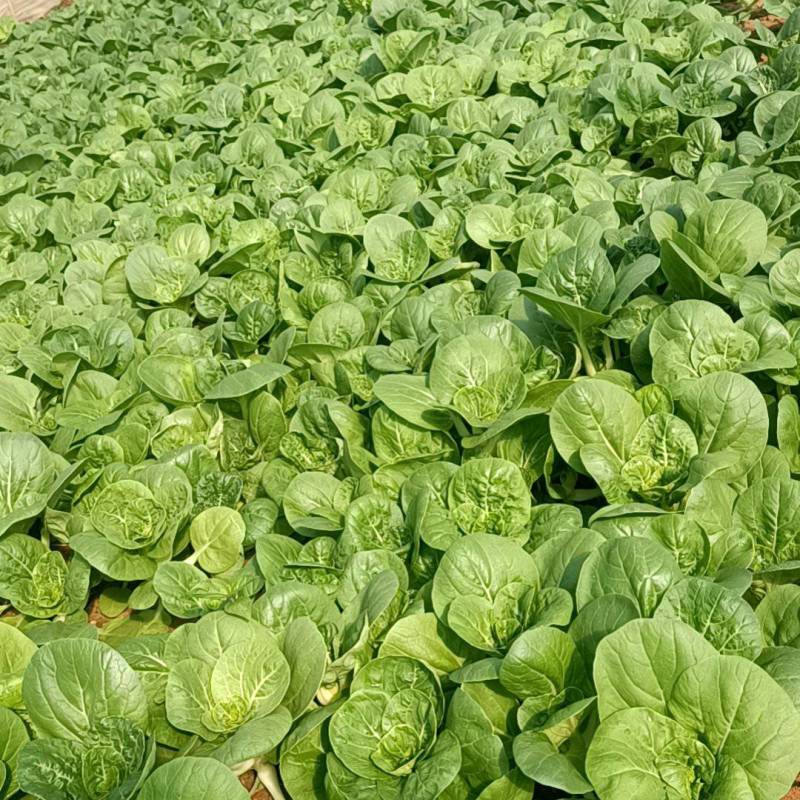 奶白菜